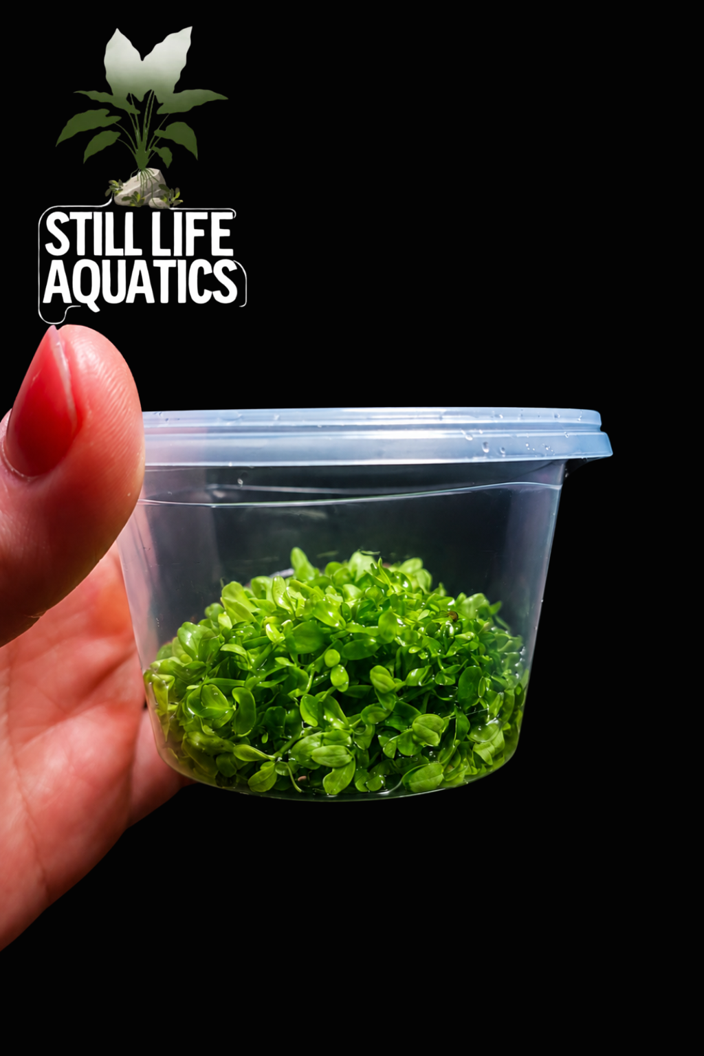 Monte Carlo - Tissue Culture
