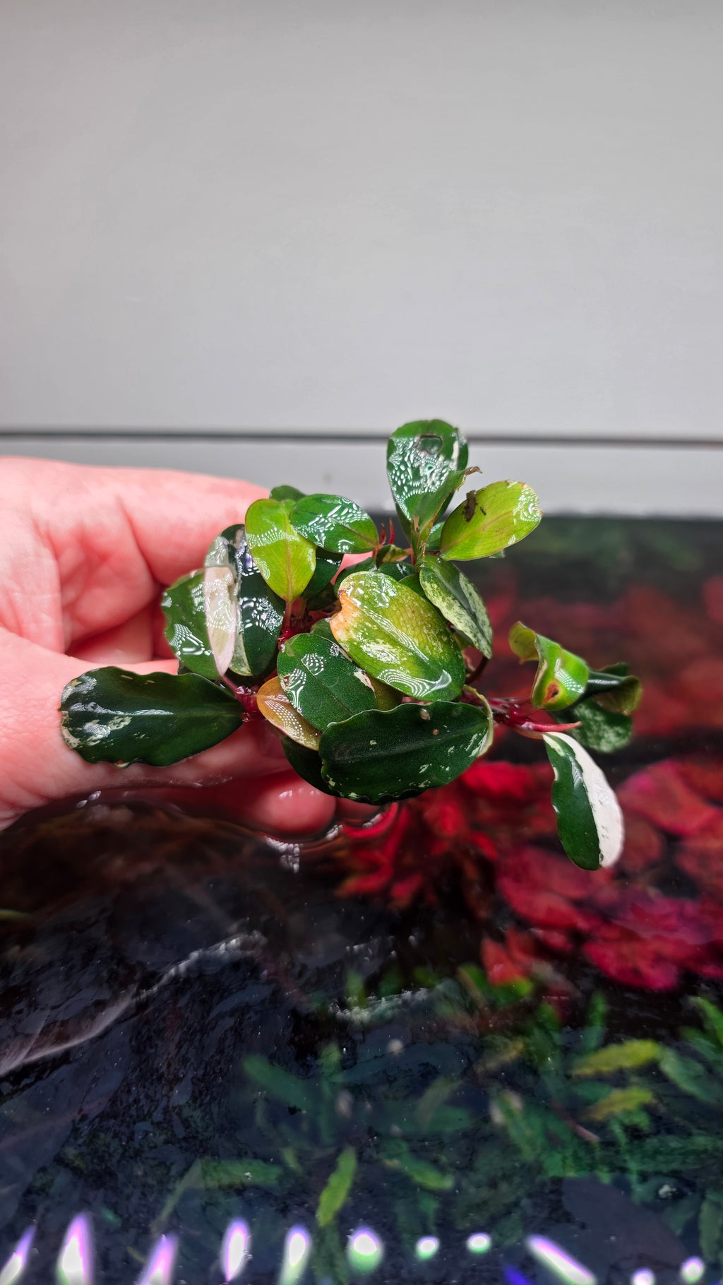 Bucephalandra 'Varigated Neo' Clump