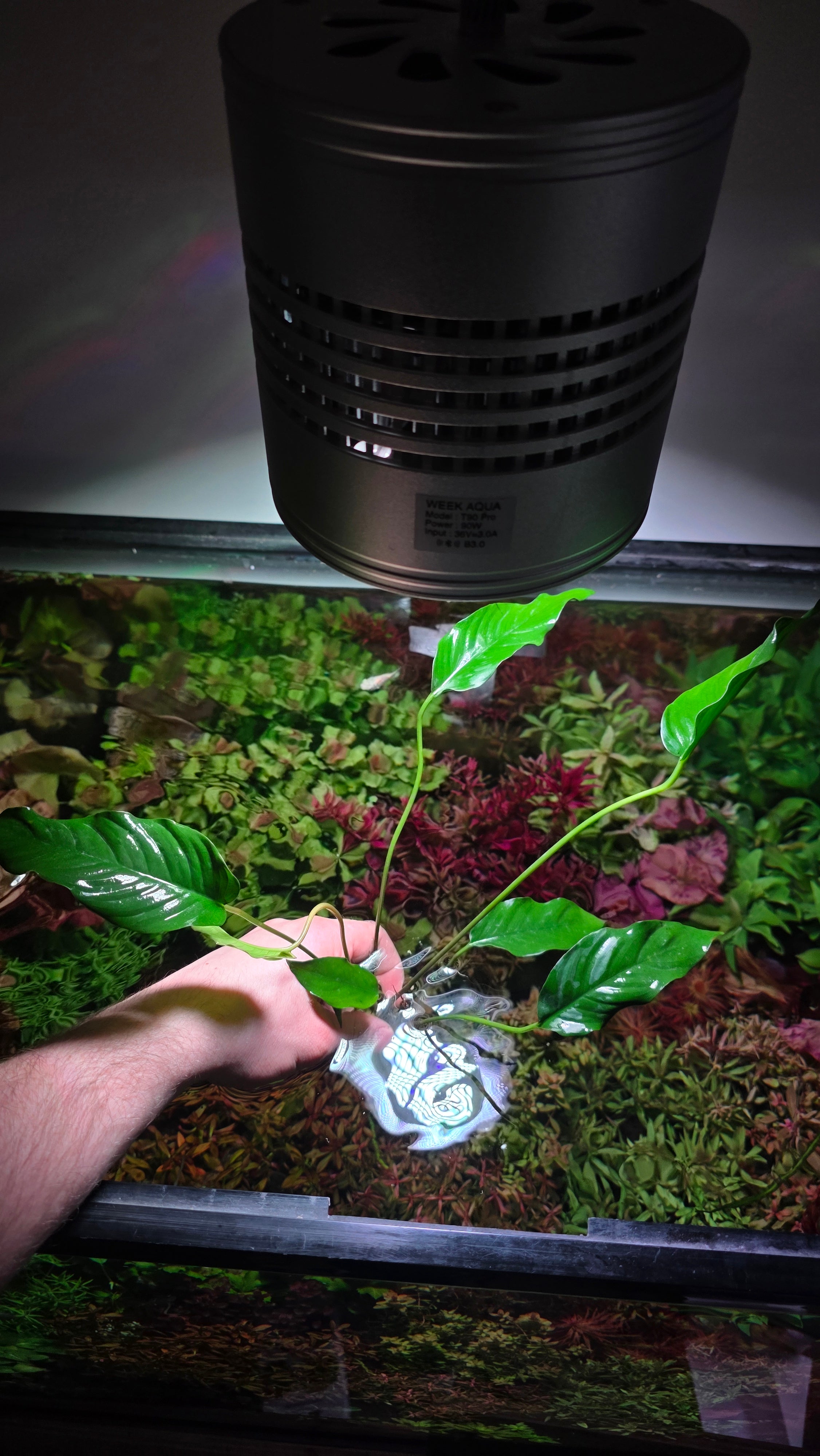 Extra Large Assorted Anubias