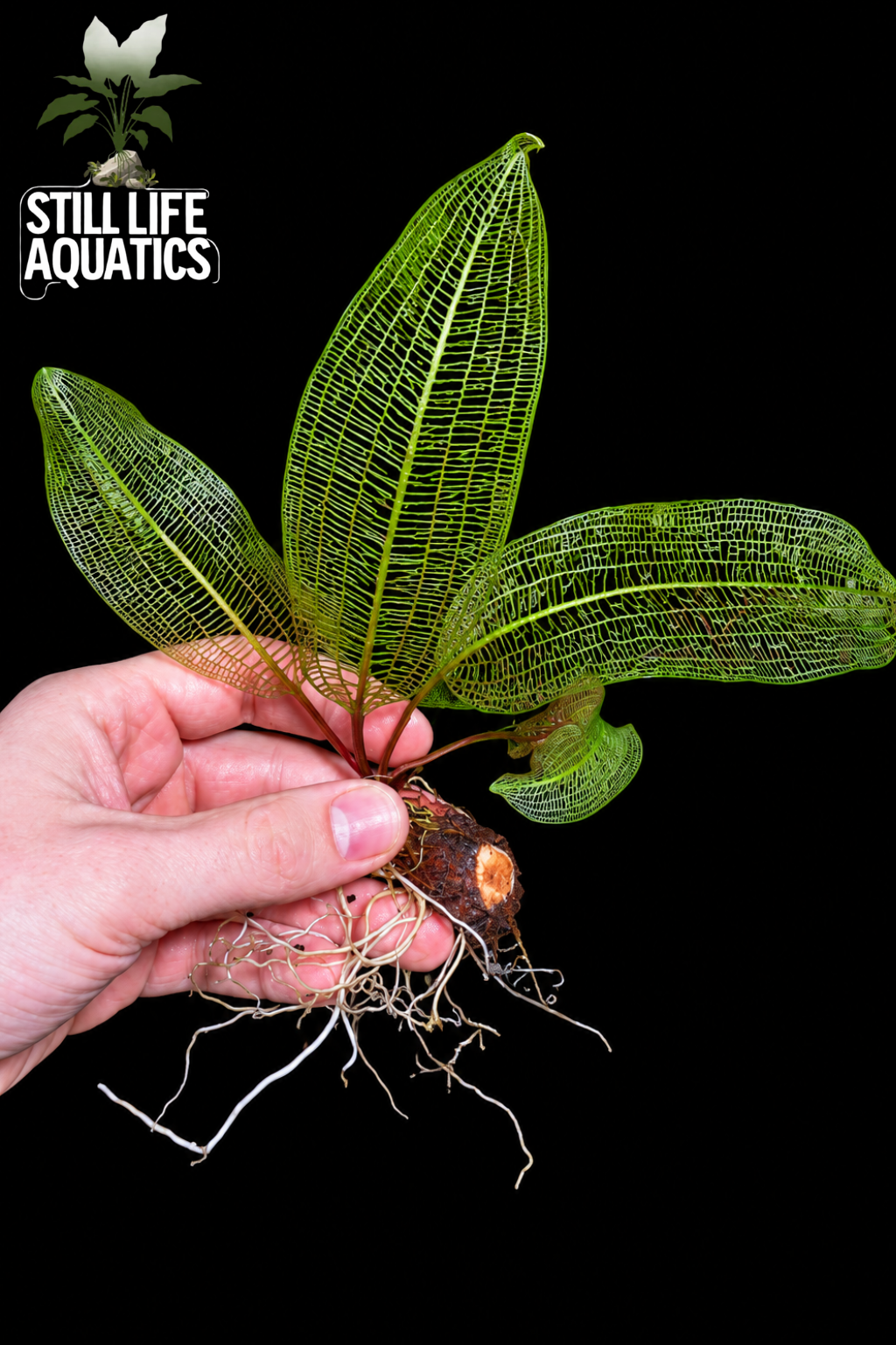 Madagascar Lace Plant Broad leaf