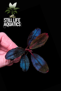 Bucephalandra Hellfire