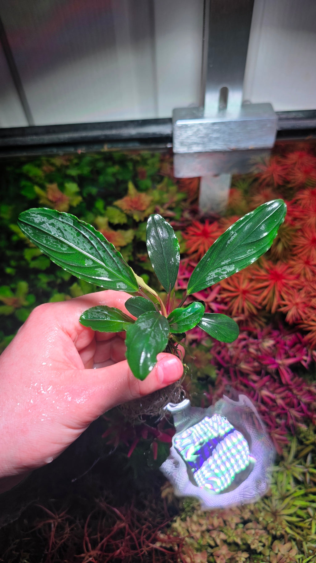 Bucephalandra Green Skeleton King - Extremely Rare