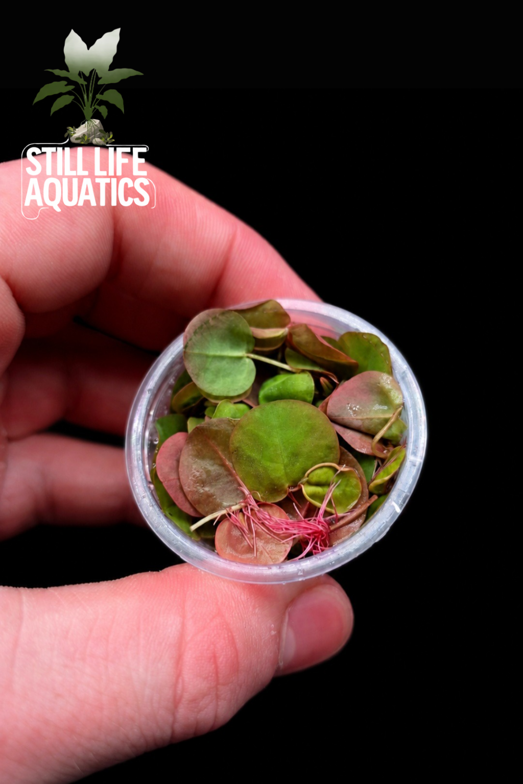 Red Root Floaters (Cup)