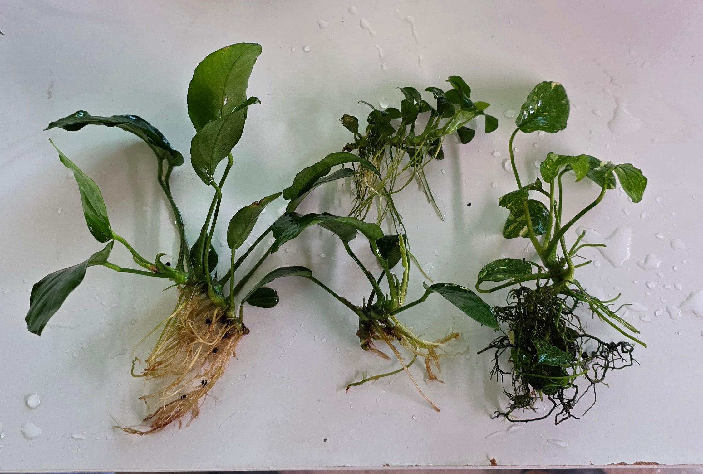 Anubias Pack