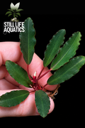 Rare Bucephalandra Black Cobra