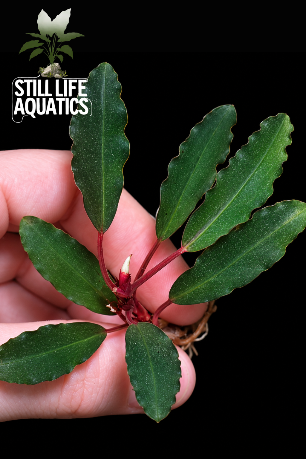 Rare Bucephalandra Black Cobra