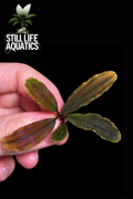 Bucephalandra Kedagang 'Red'