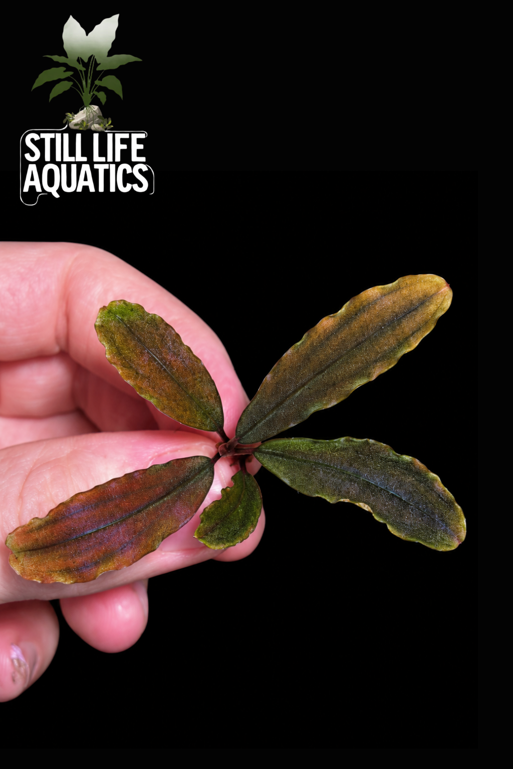 Bucephalandra Kedagang 'Red'
