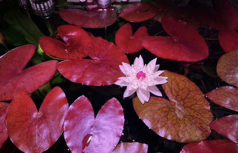 Extremely Rare Nymphaea sp. 'Peru Puerto Maldonado"