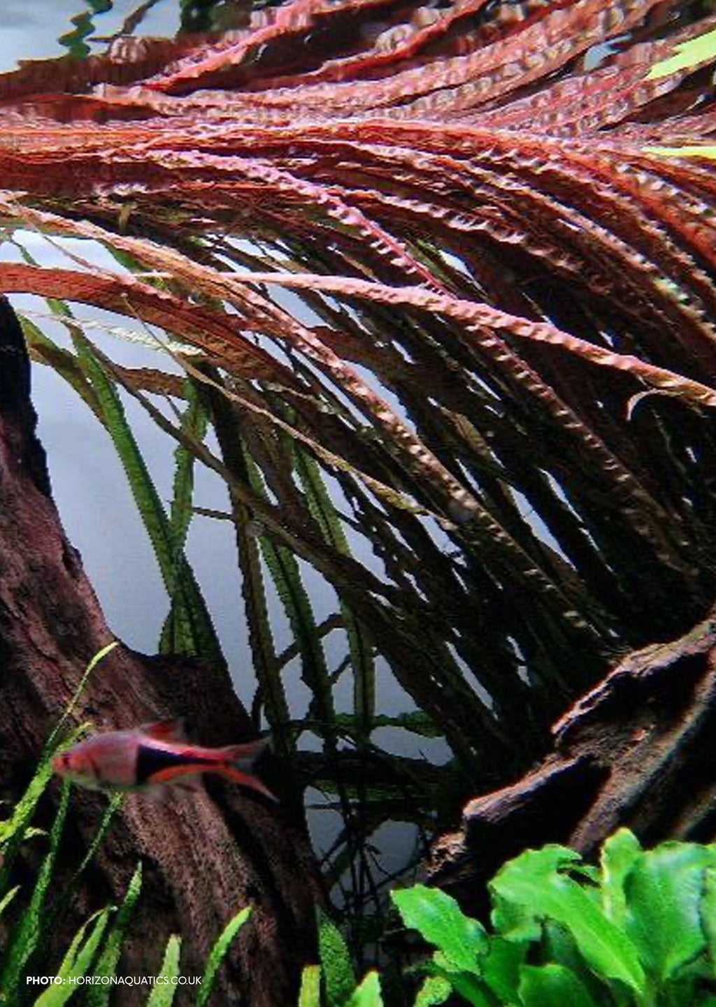 Cyptocoryne Balansae Red