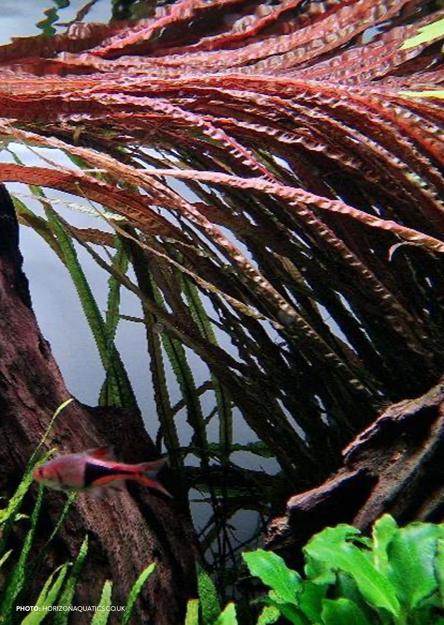 Cyptocoryne Balansae Red