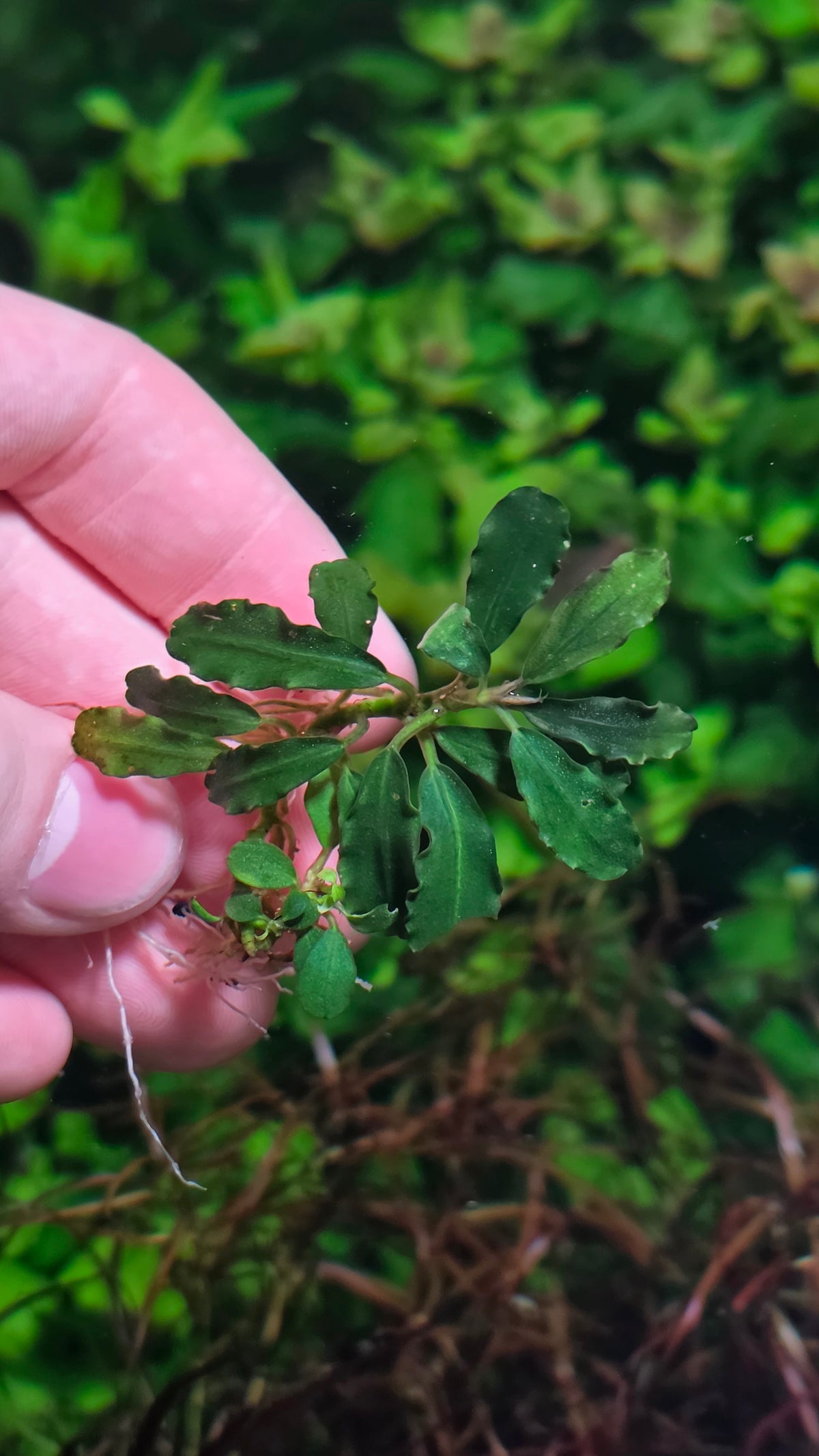 Bucephalandra Royal