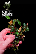 Large Bucephalandra Sp. Brownie Clump