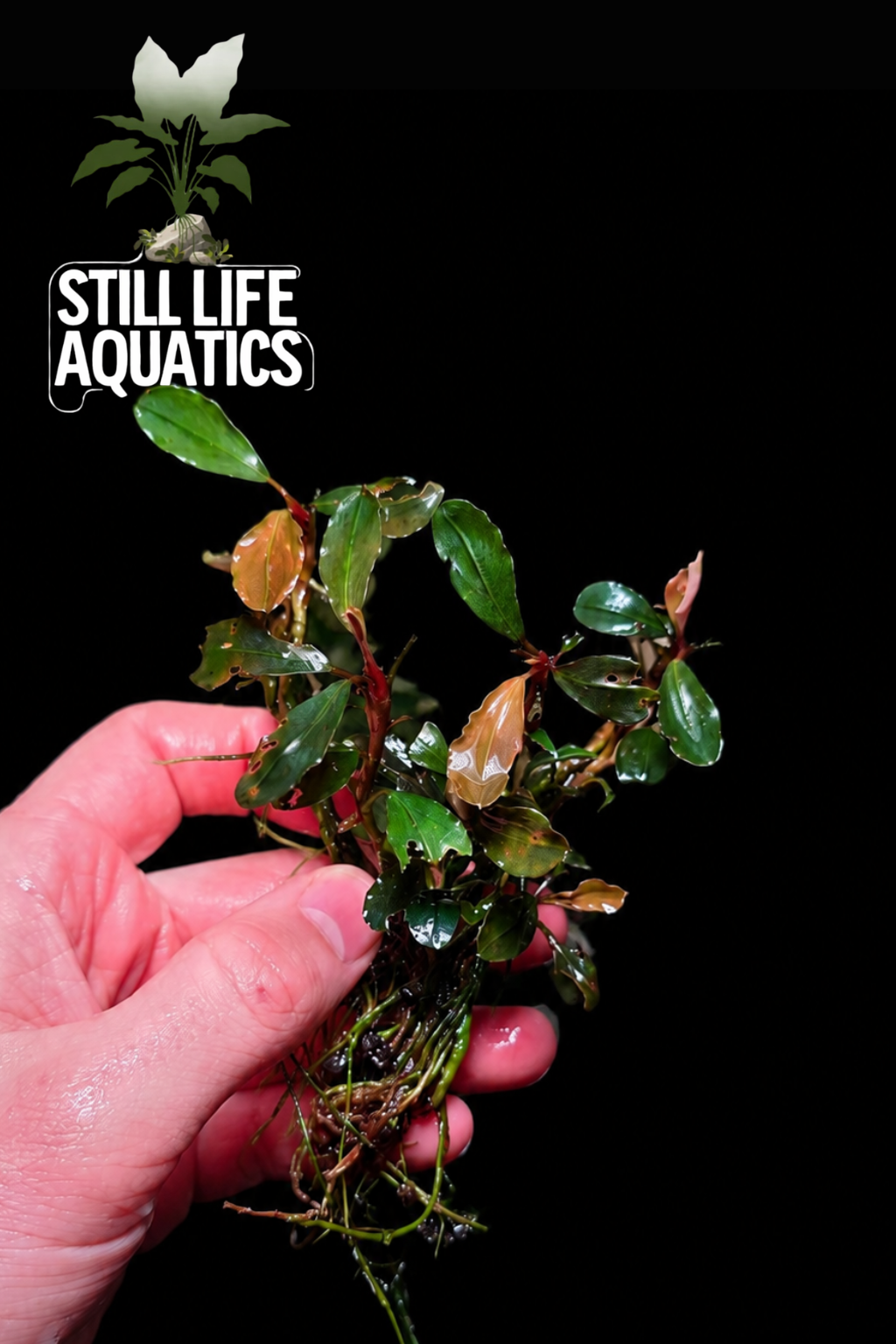Large Bucephalandra Sp. Brownie Clump