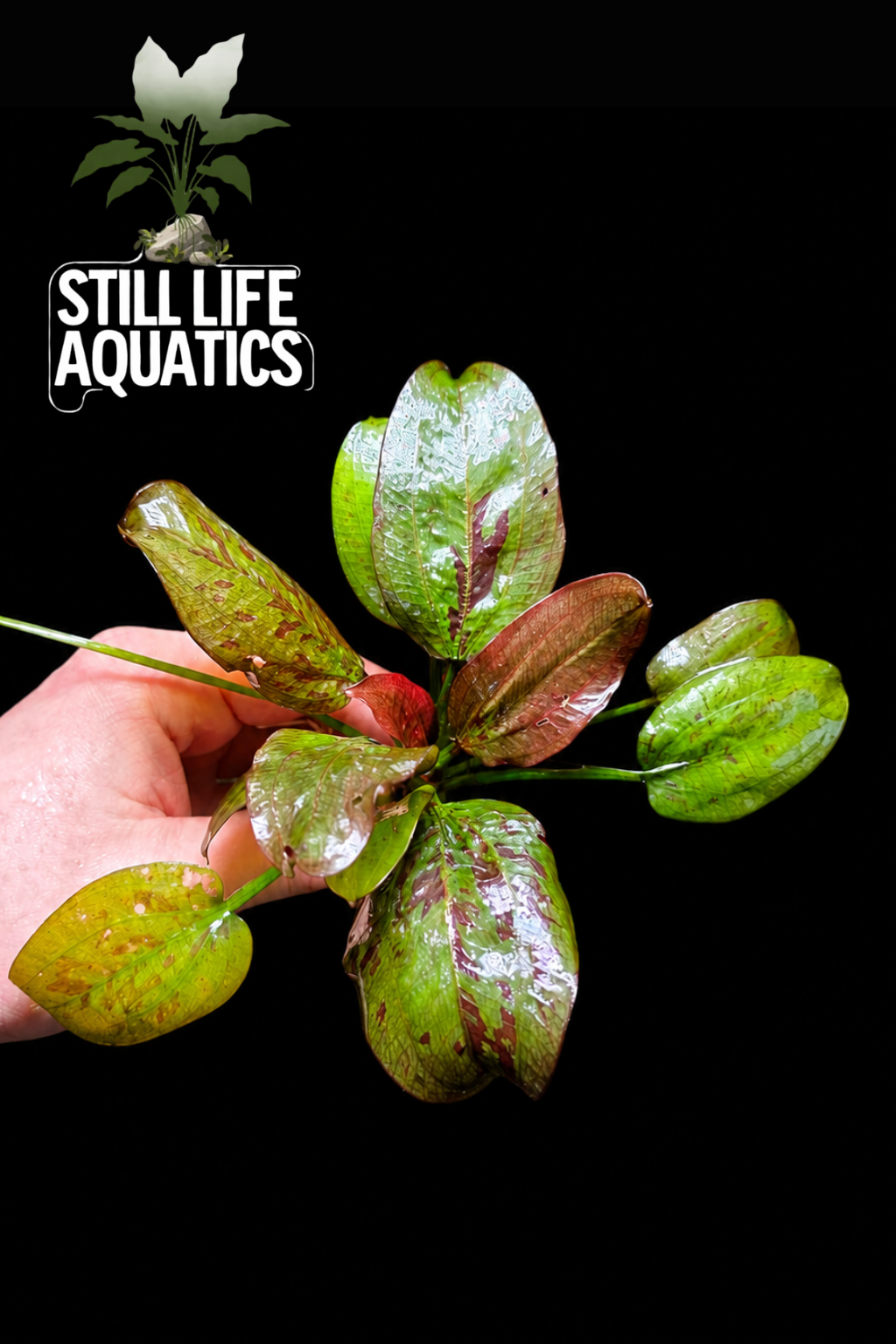 Echinodorus Quadricolour