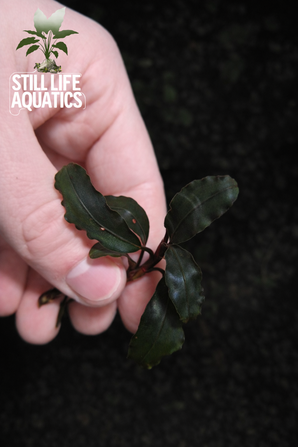 Bucephalandra "Blue Alexis"