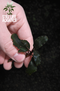 Bucephalandra "Blue Alexis"