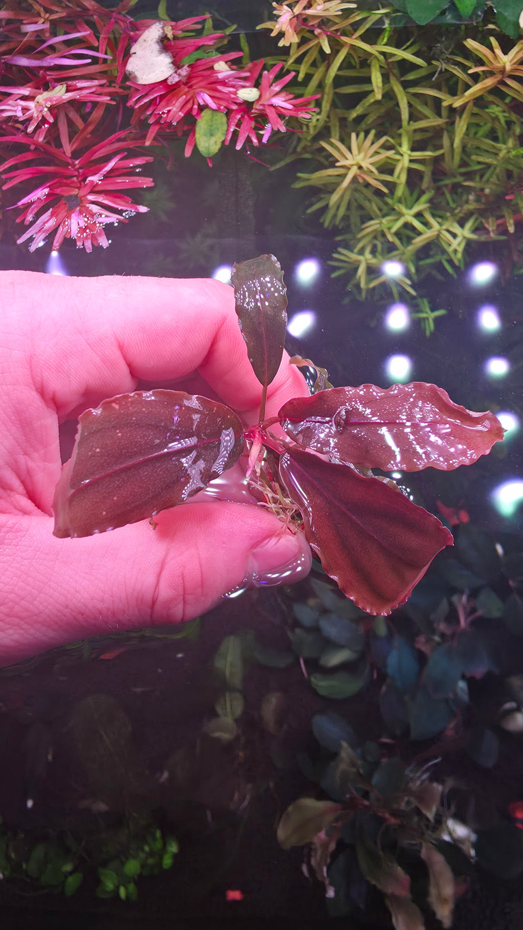 Bucephalandra "Silver Powder"