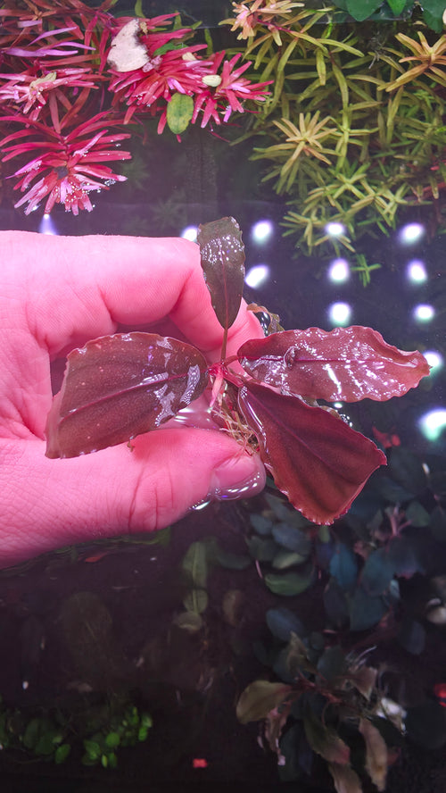 Bucephalandra "Silver Powder"