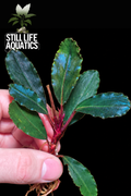 Bucephalandra Black Ventii