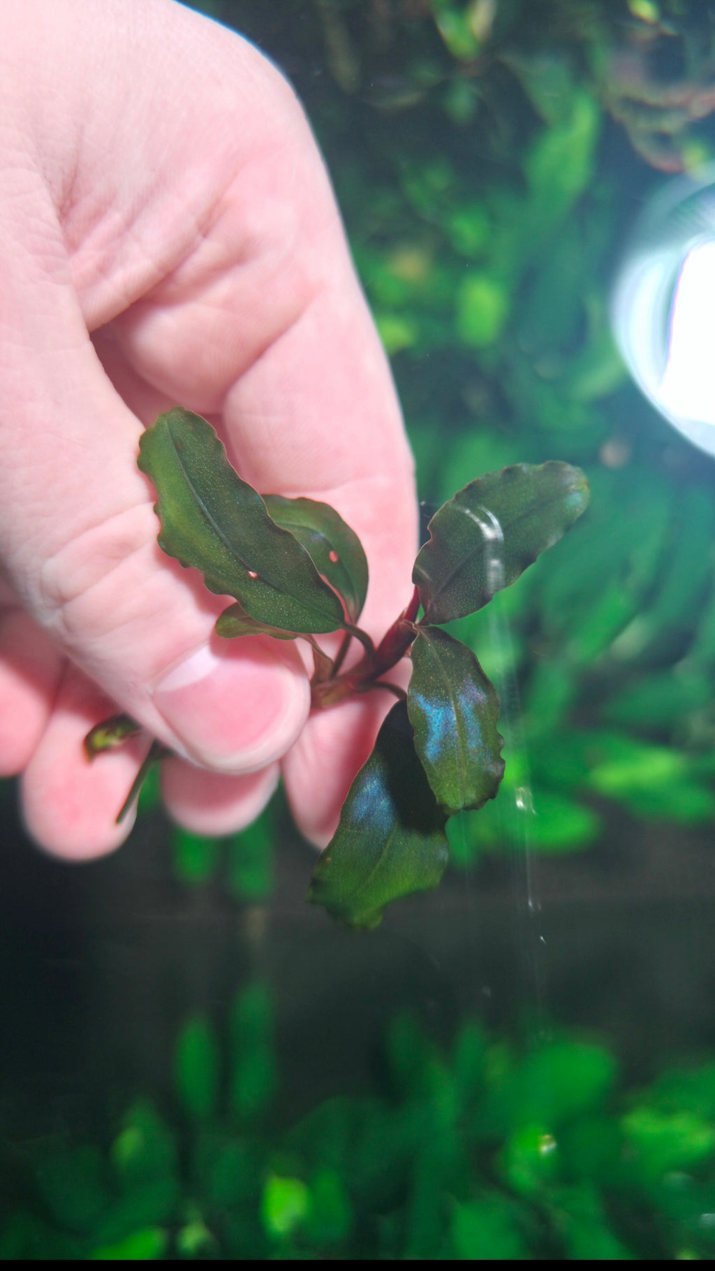 Bucephalandra "Blue Alexis"