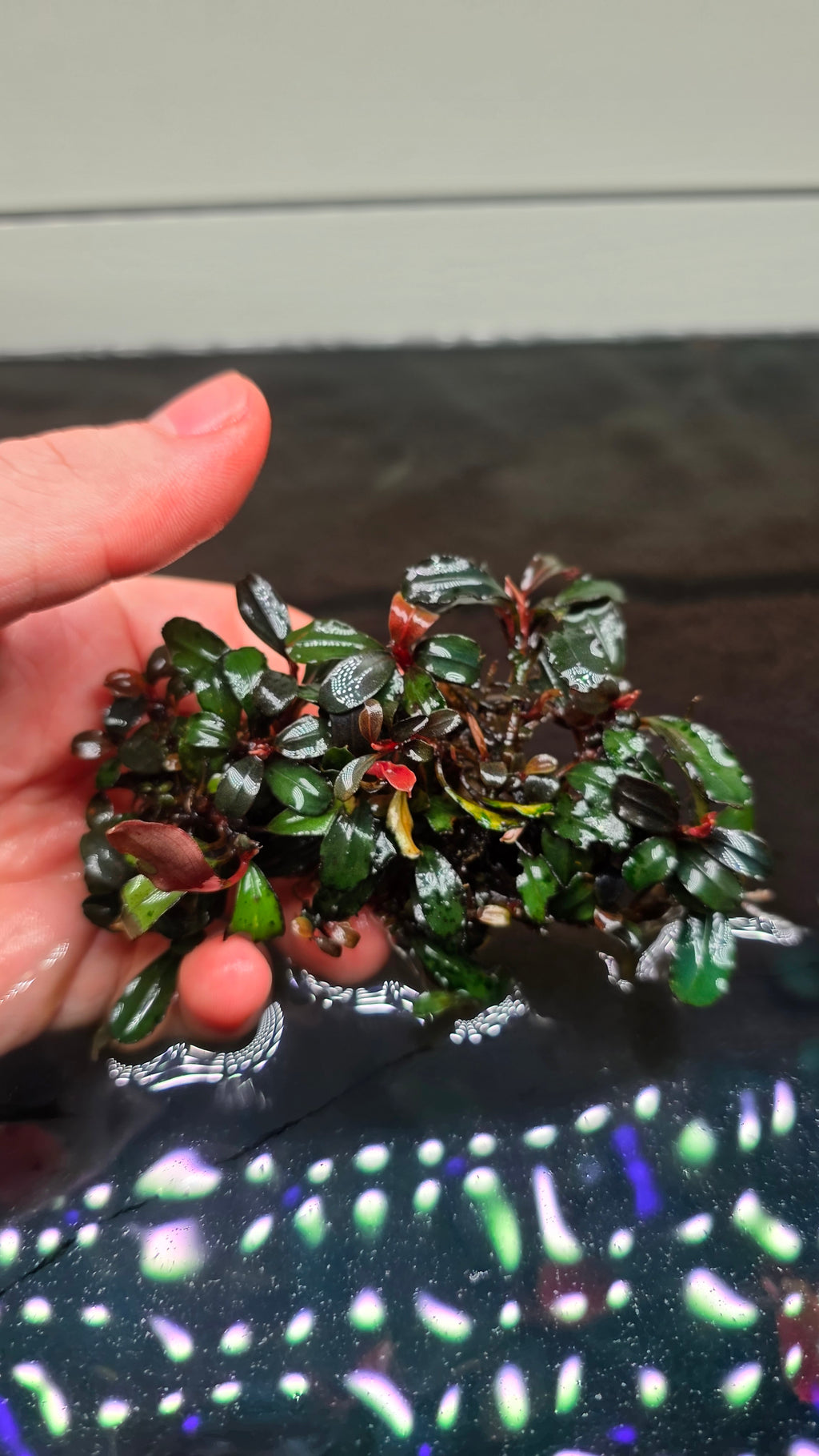 Bucephalandra "Brownie Red" Clump
