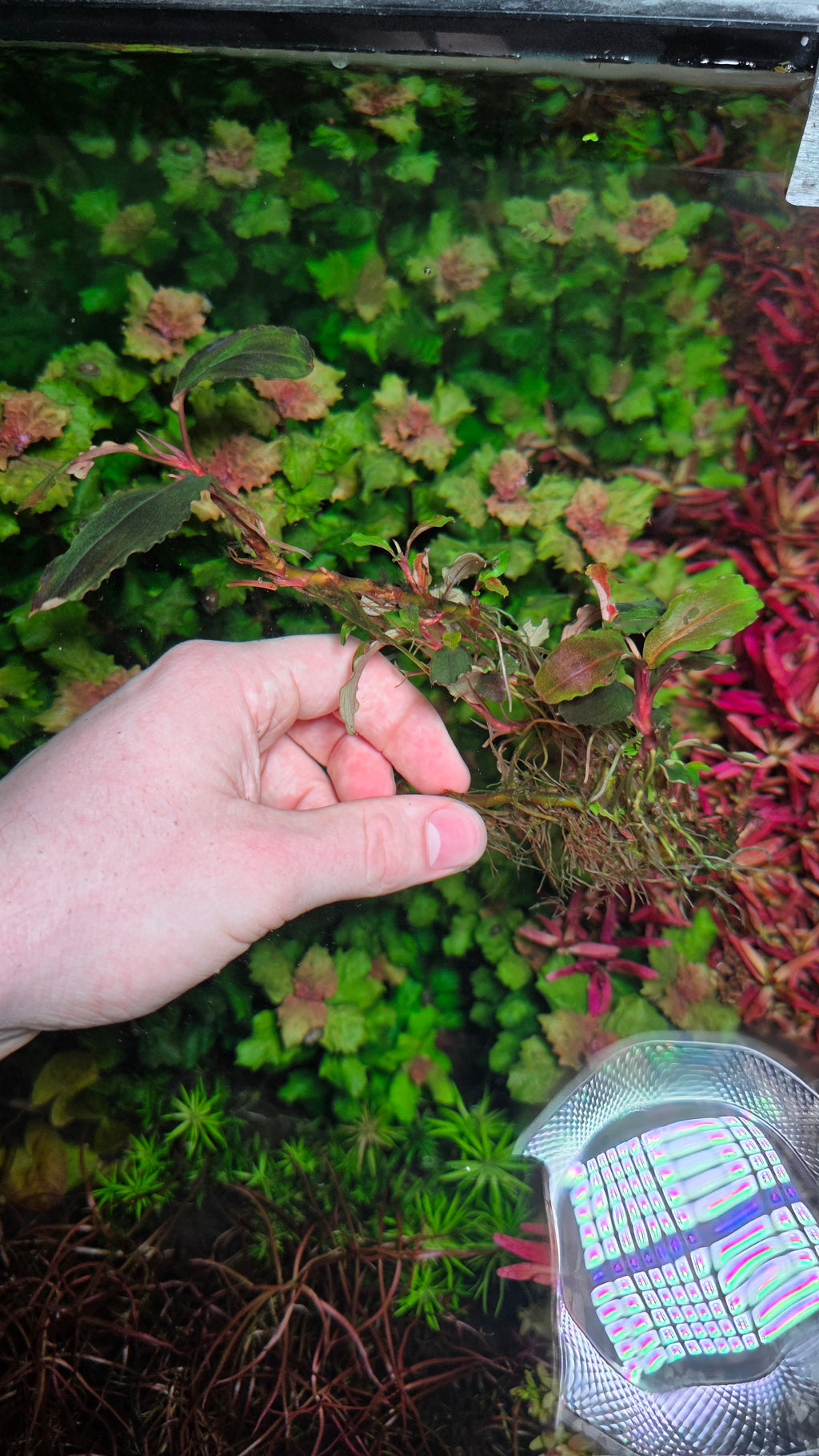 XL Bucephalandra Sekadau Clump