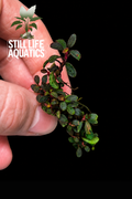 Bucephalandra 'Mini Vein' Clump