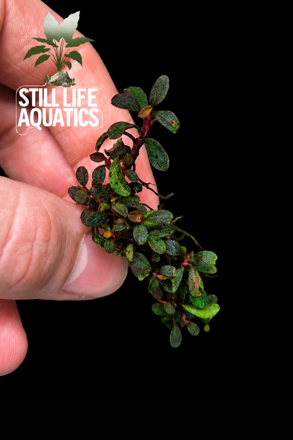 Bucephalandra 'Mini Vein' Clump