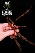 Cyptocoryne Balansae Red