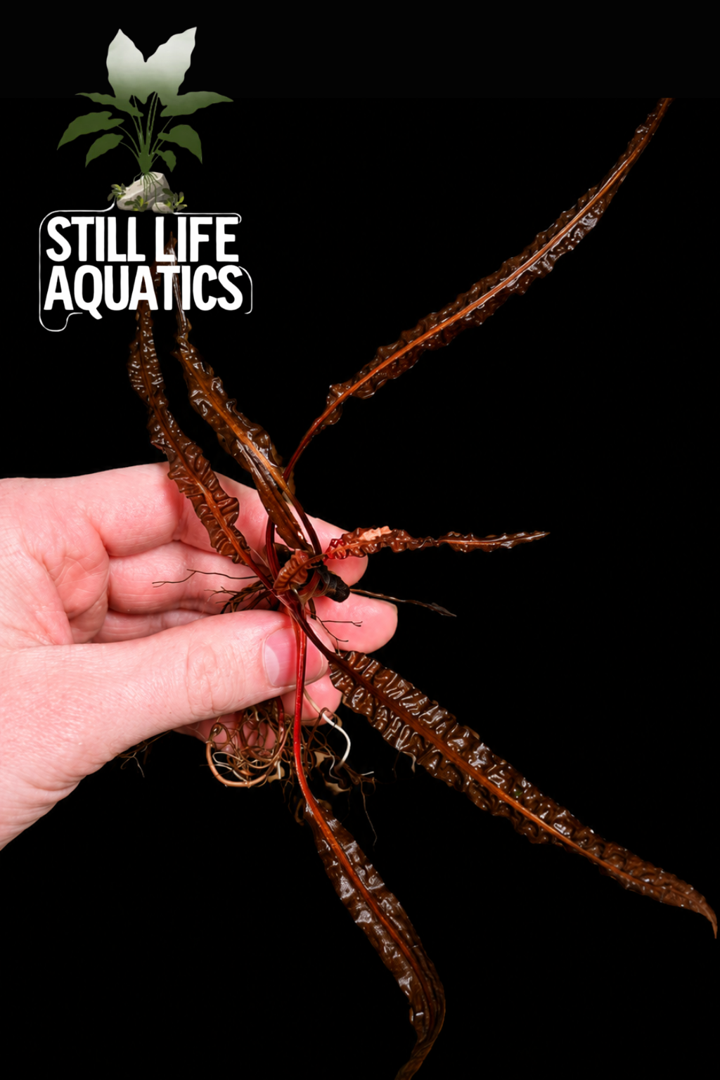 Cyptocoryne Balansae Red