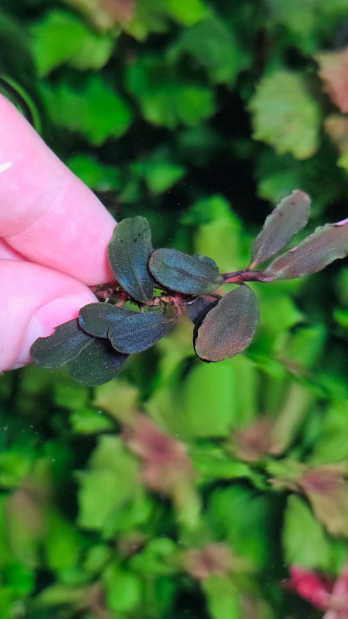 (Very Rare) Bucephalandra Neo 2015