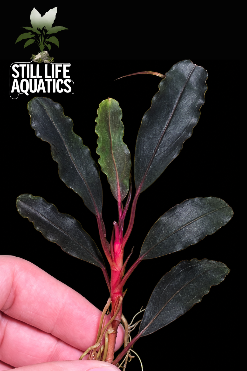 Bucephalandra Red Theia