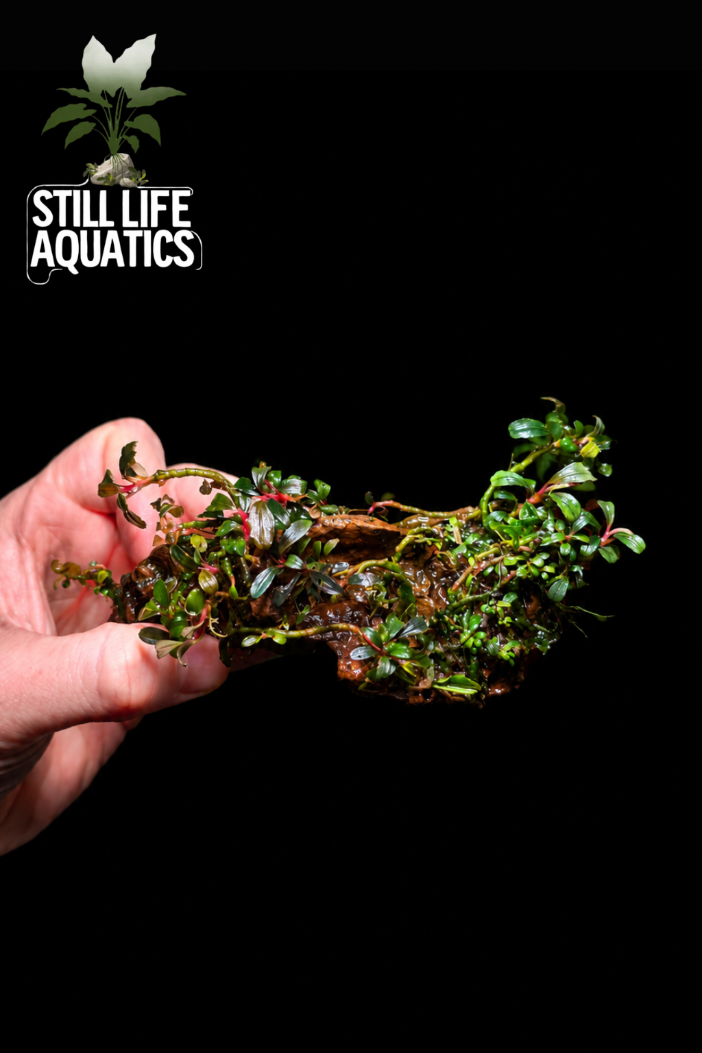 Bucephalandra Mini Phantom On Dragon Stone Lot 1