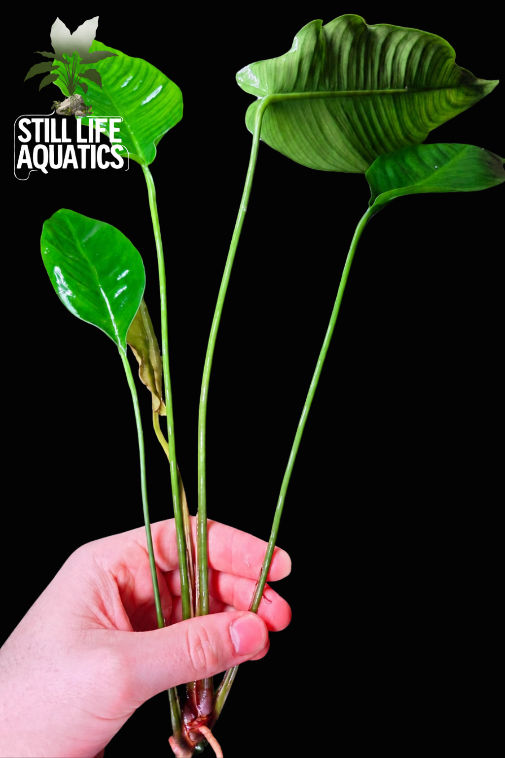 XL Anubias barteri (25–30cm)