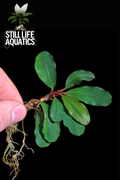 Bucephalandra Wavy Green