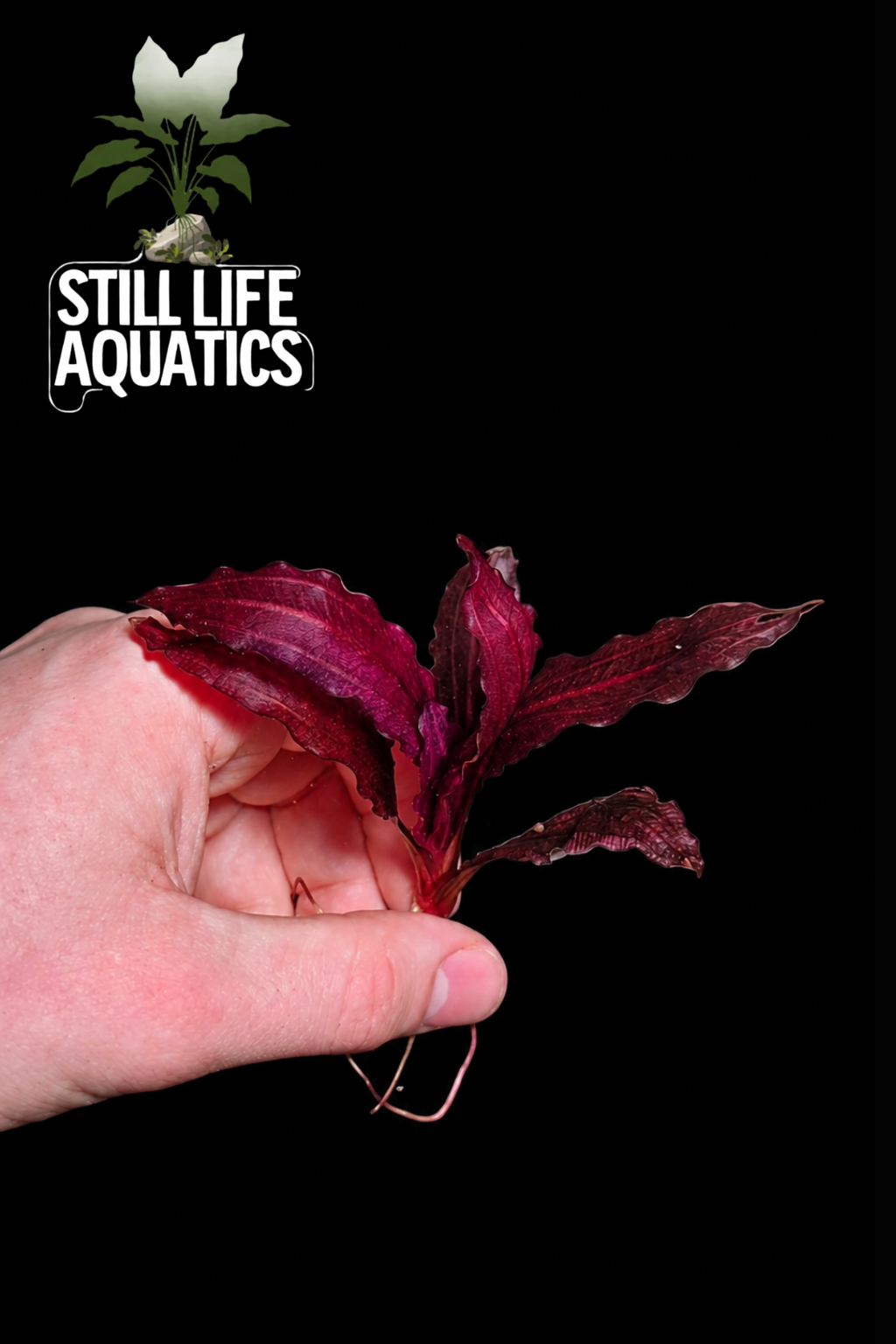 Rare Echinodorus  'Pink Miracle'