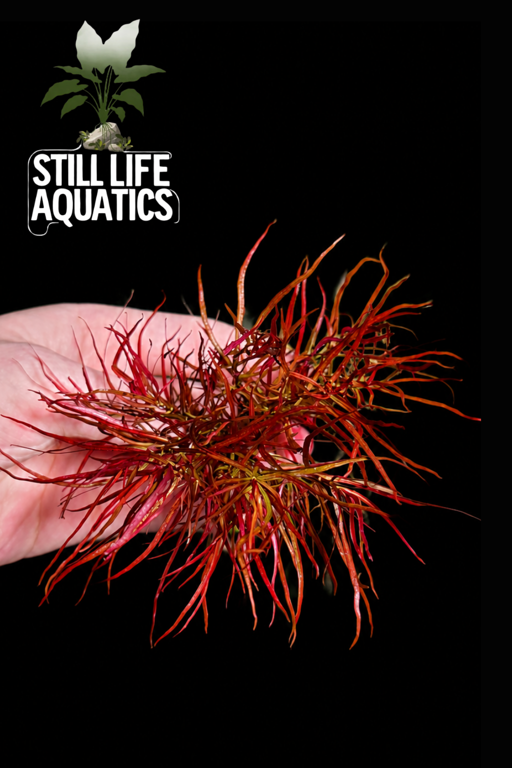 Ludwigia arcuata