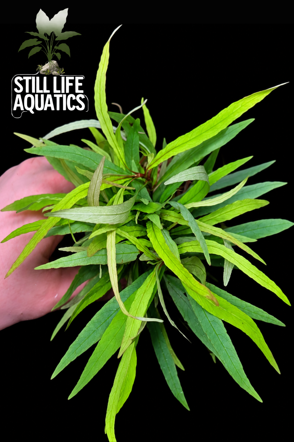 Hygrophila Salicifolia