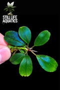 Bucephalandra Helena