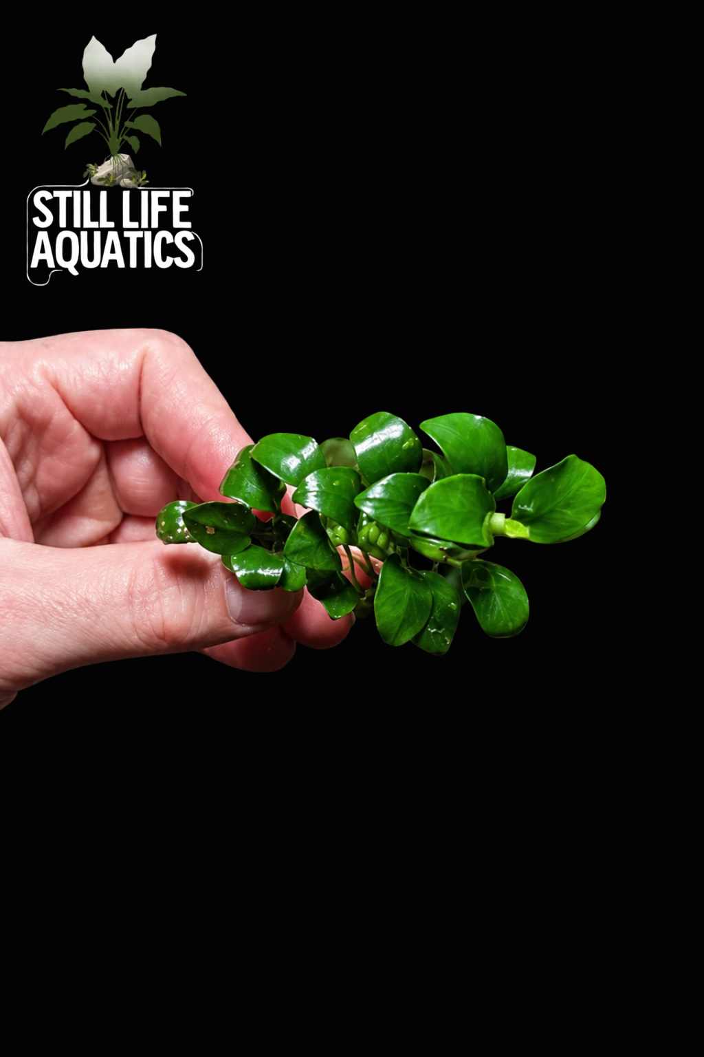 Anubias Nana Petite