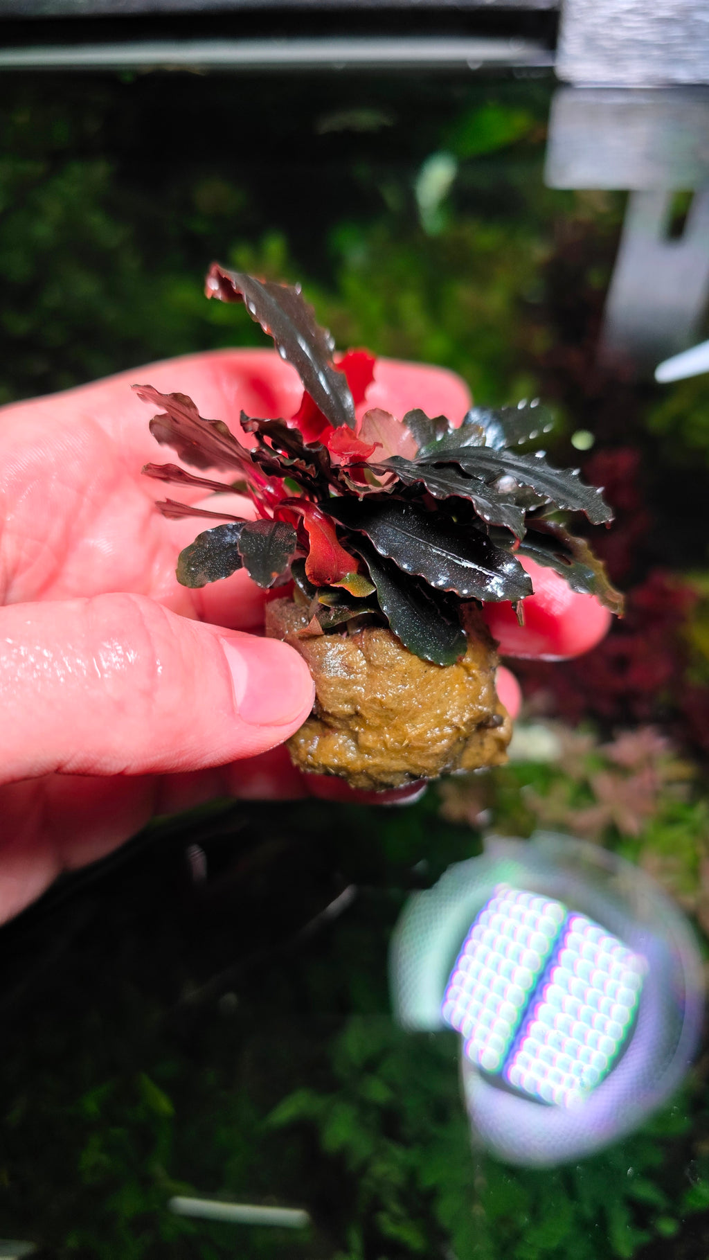 Bucephalandra Brownie Ghost 2011 Clump