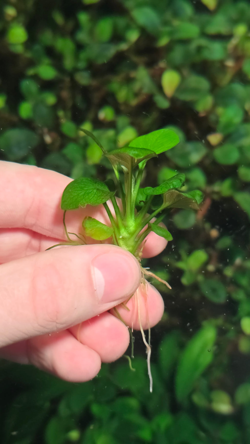 Anubias barteri 'Coin'