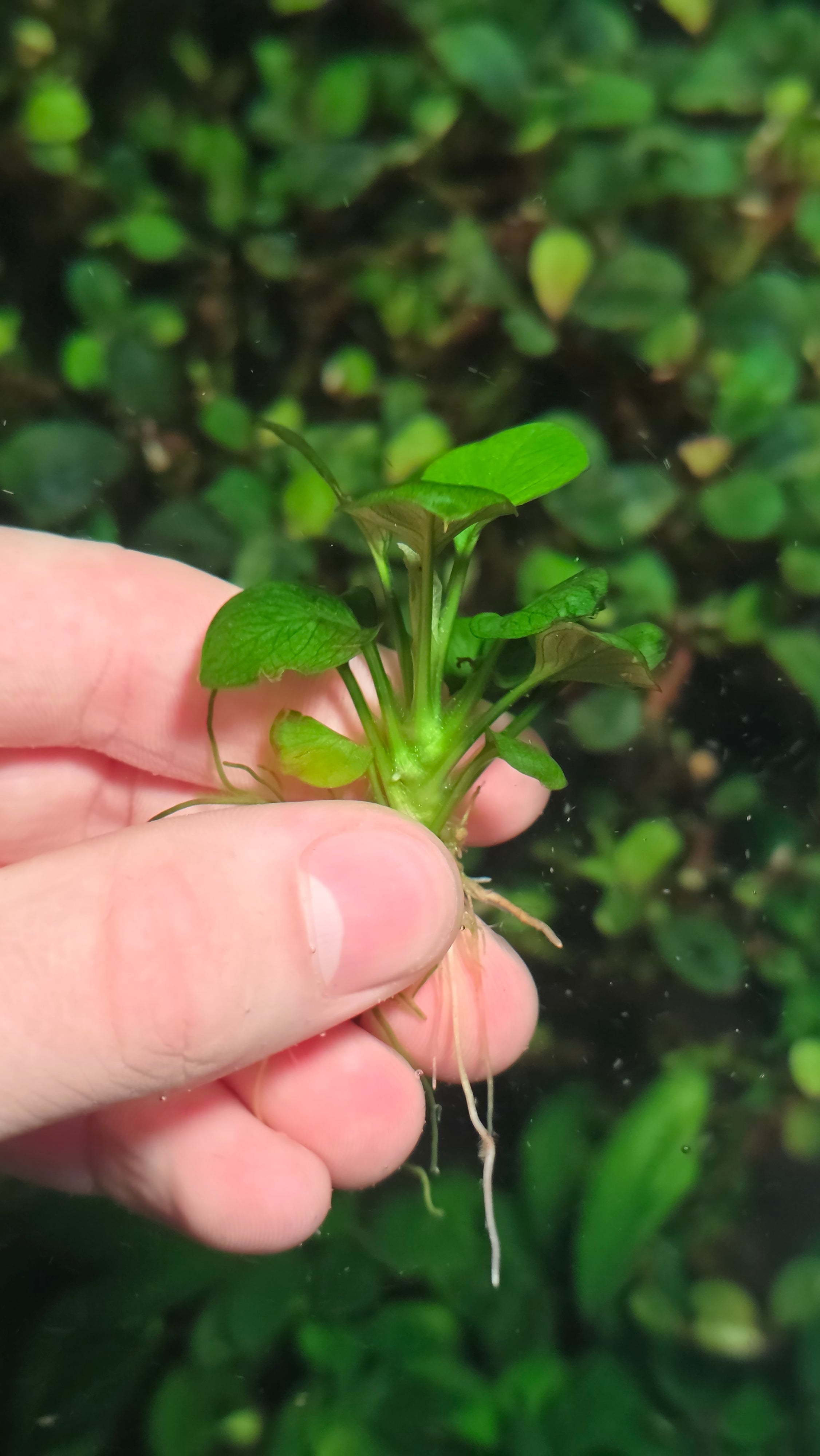 Anubias barteri 'Coin'