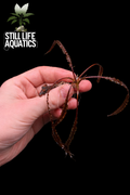 Cryptocoryne Balansae "Red"