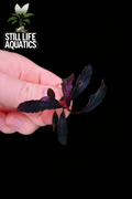 Bucephalandra 'Brownie Ghost 2011'
