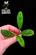 Rare Bucephalandra Green Skeleton King