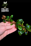 Bucephalandra On Cholla Wood