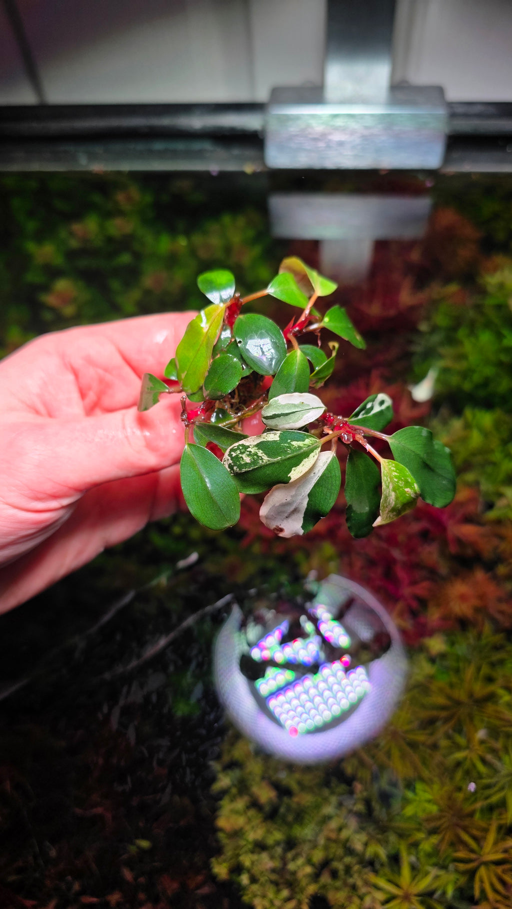Bucephalandra 'Varigated Neo' Clump