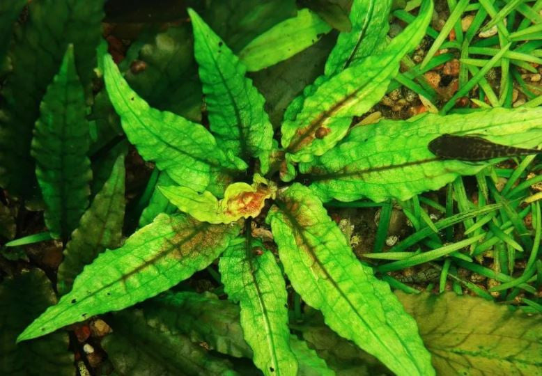 Cyptocoryne Wendtii 'Green Gecko' Tissue Culture